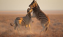 Safari Namibia