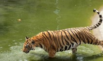 india - tiger