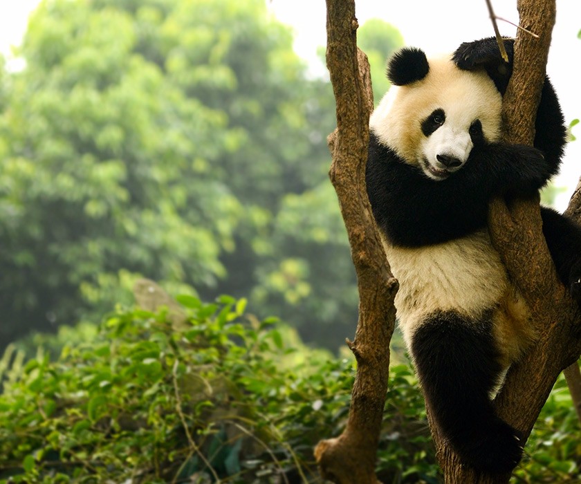 panda tour in usa