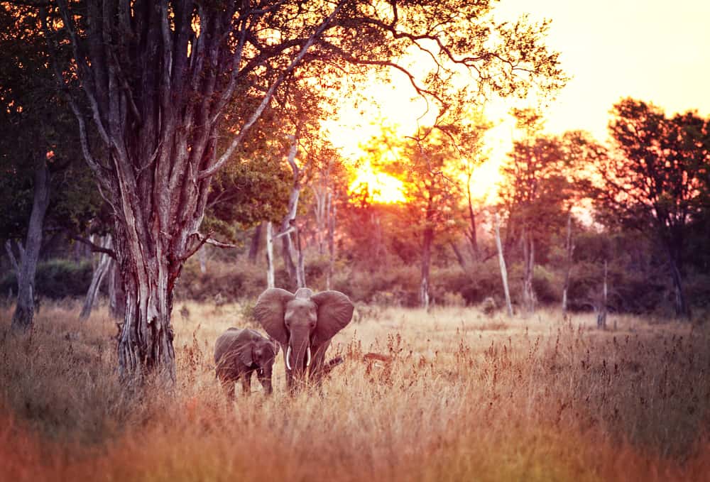 Elephant Luangwa national park zambia