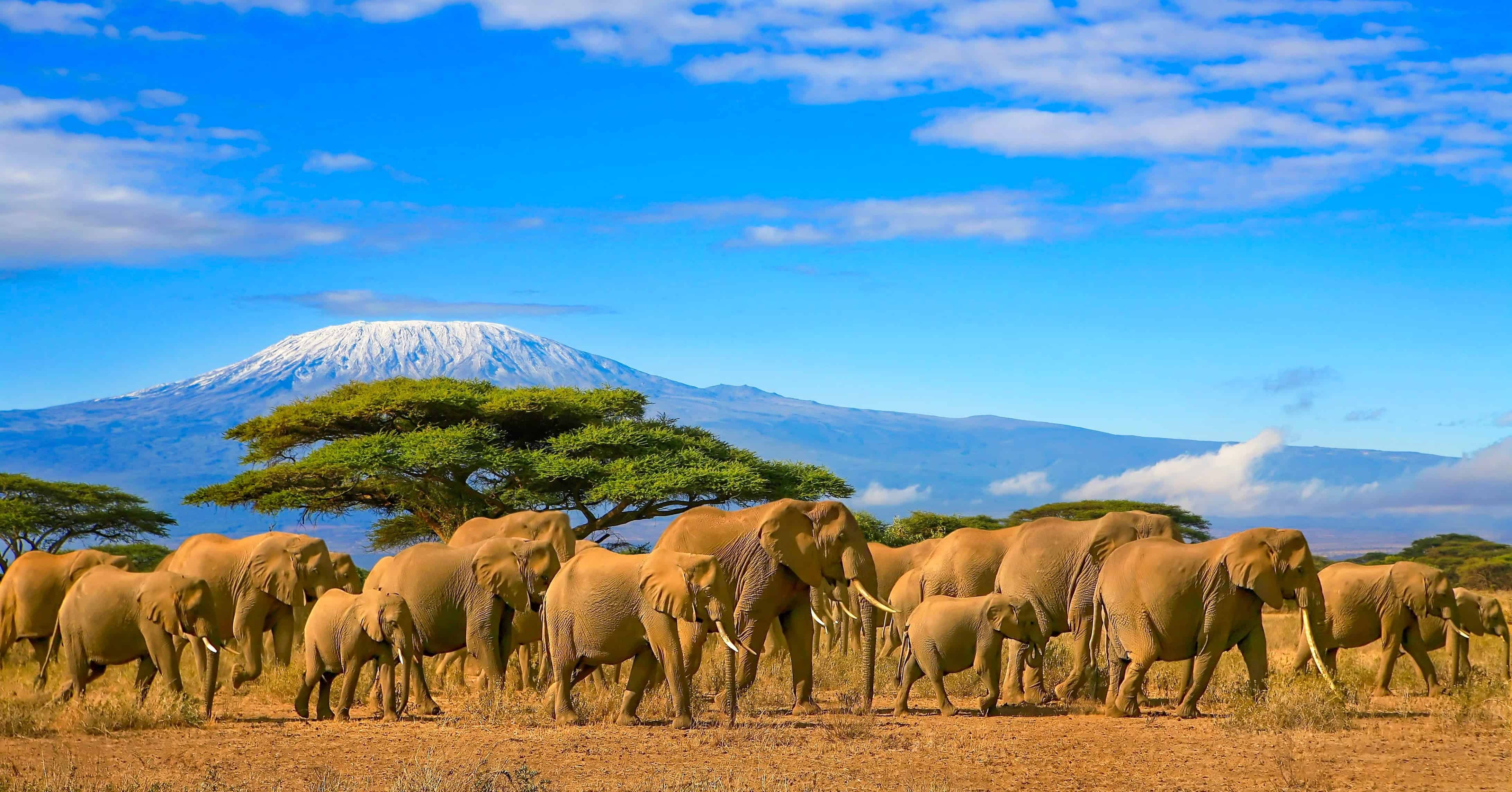 Elephants on a Safari